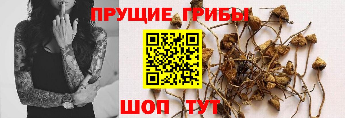 Галлюциногенные грибы Cubensis  Вход с VPN  Берёзовский 